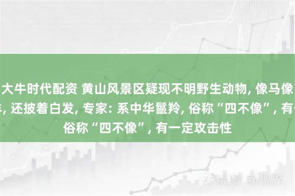 大牛时代配资 黄山风景区疑现不明野生动物, 像马像驴像牛像羊, 还披着白发, 专家: 系中华鬣羚, 俗称“四不像”, 有一定攻击性